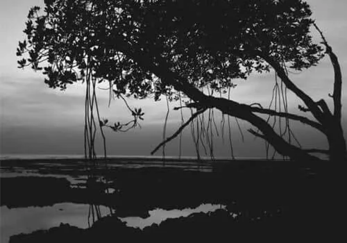 “Letting Go”: A 26 Dec 2004 Tsunami Story